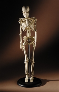 Merck boasts bone drug trials show "robust efficacy"