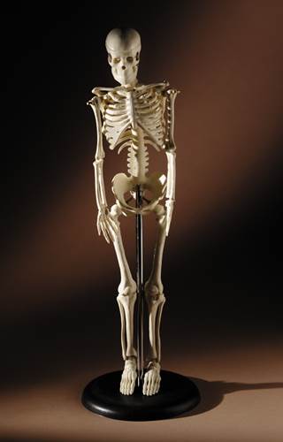 Merck boasts bone drug trials show "robust efficacy" Merck boasts bone drug trials show "robust efficacy"