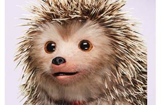 Sanofi goes prickly-cute with Fluzone DTC effort Sanofi goes prickly-cute with Fluzone DTC effort
