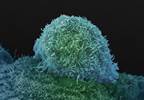 Five things for pharma marketers to know: Thursday, May 18, 2017 Five things for pharma marketers to know: Thursday, May 18, 2017